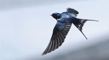 Swallow Spirit Animal: Uncovering the Symbolism