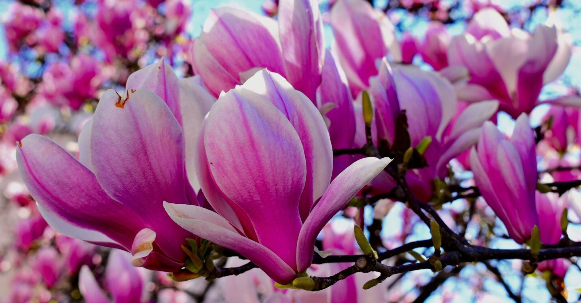 Symbolism of Magnolia Blossoms: Spiritual & Cultural Meanings