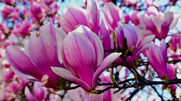 Symbolism of Magnolia Blossoms: Spiritual & Cultural Meanings