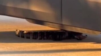 Alligator Discovered Under Parked Car in Detroit Suburb