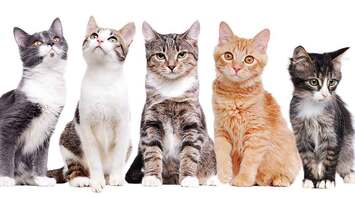 8 Meanings of Cat Colors