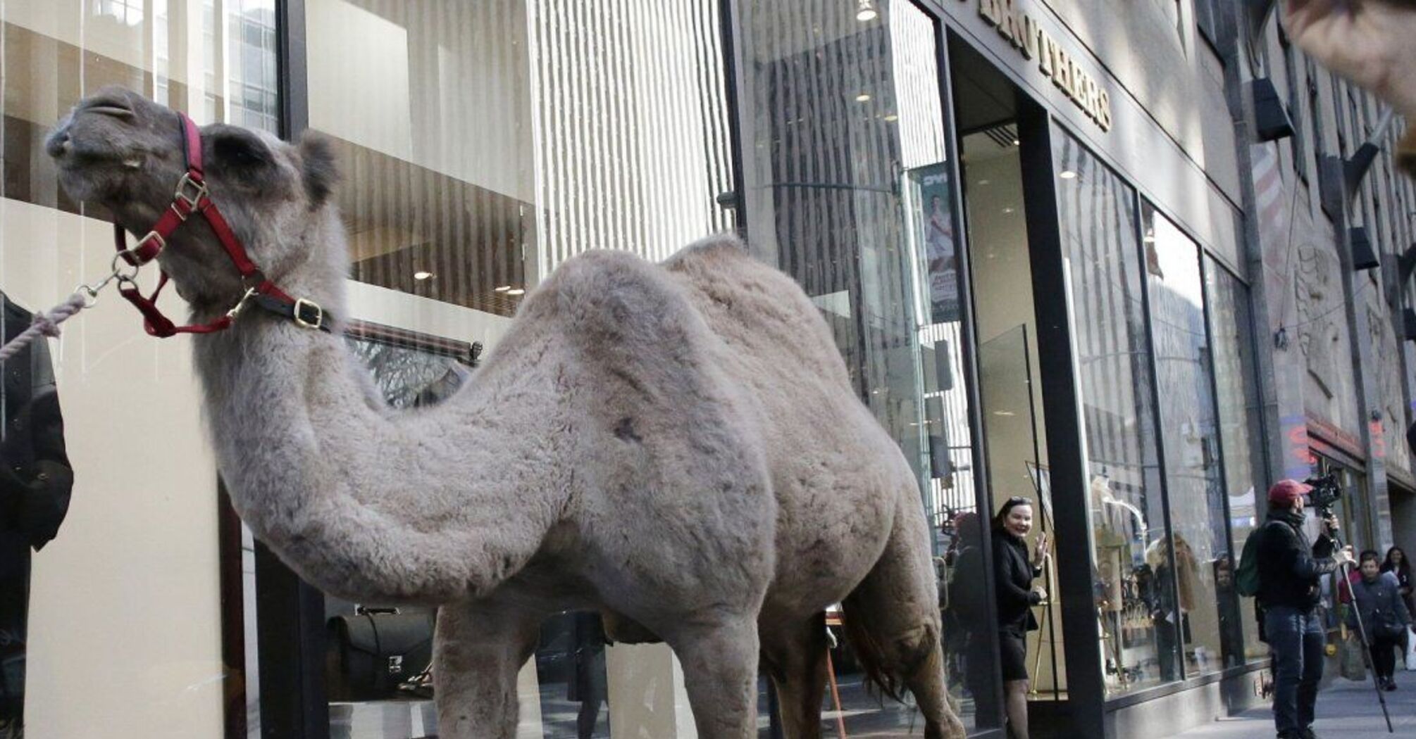 Escaped Circus Camel Wanders the Roads of France