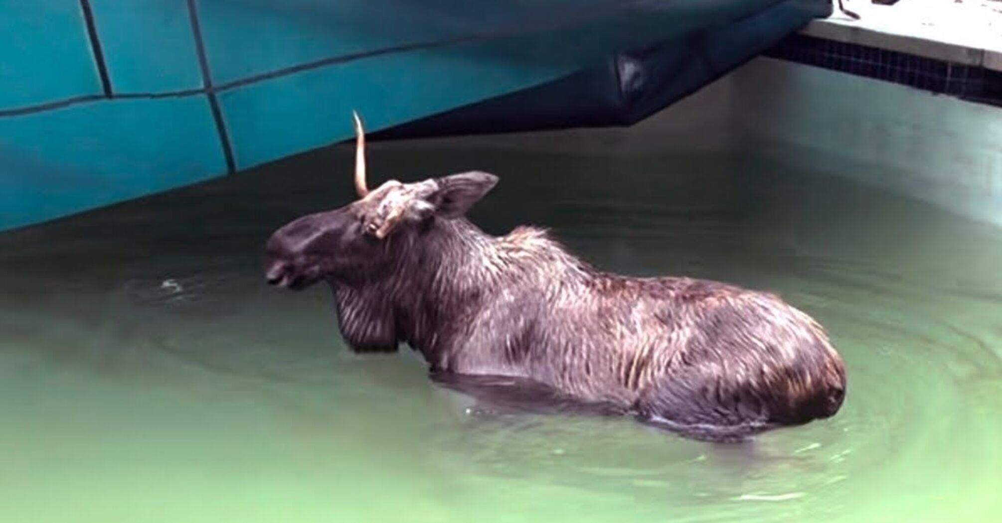 Moose Rescued from Pool in New Hampshire