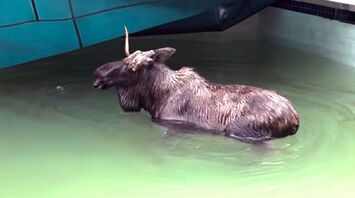 Moose Rescued from Pool in New Hampshire