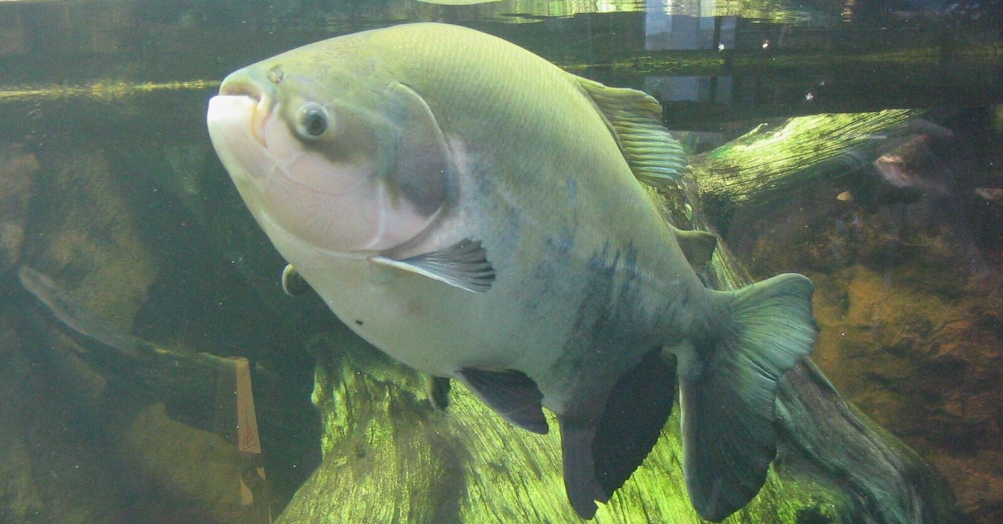 Angler Catches Rare Fish with Human-like Teeth in Maryland Creek