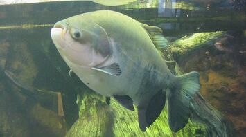 Angler Catches Rare Fish with Human-like Teeth in Maryland Creek