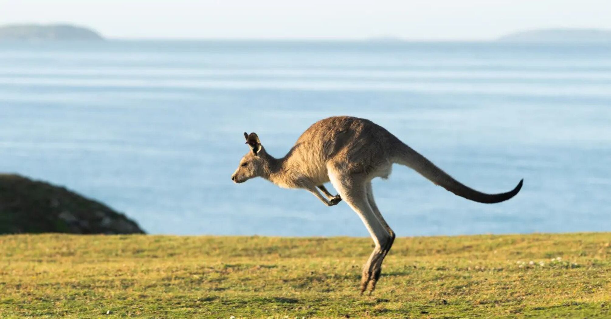 Researchers captured the balance between predictable and random actions ...