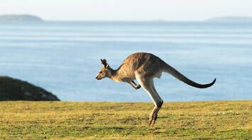Scientists Managed to Replicate Animal Movements With Striking Accuracy