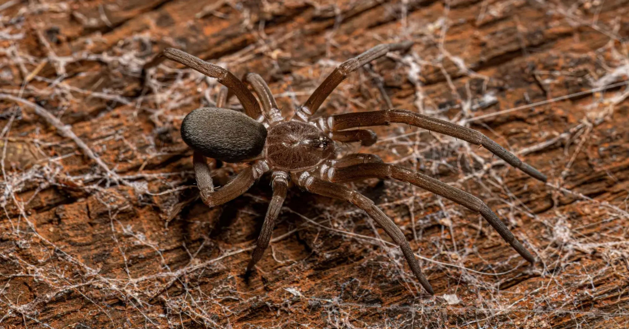 Spider Source Does Killing Spiders Bring Bad Luck?