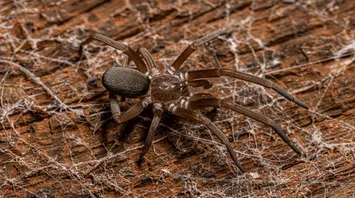 Is it bad luck if you kill a spider?