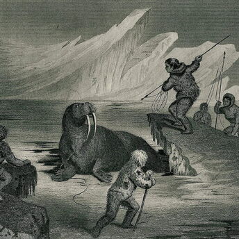 Unveiling the Extensive Trade Networks of Vikings through Walrus Ivory