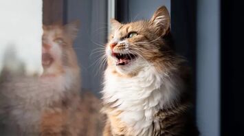 Cat chatter