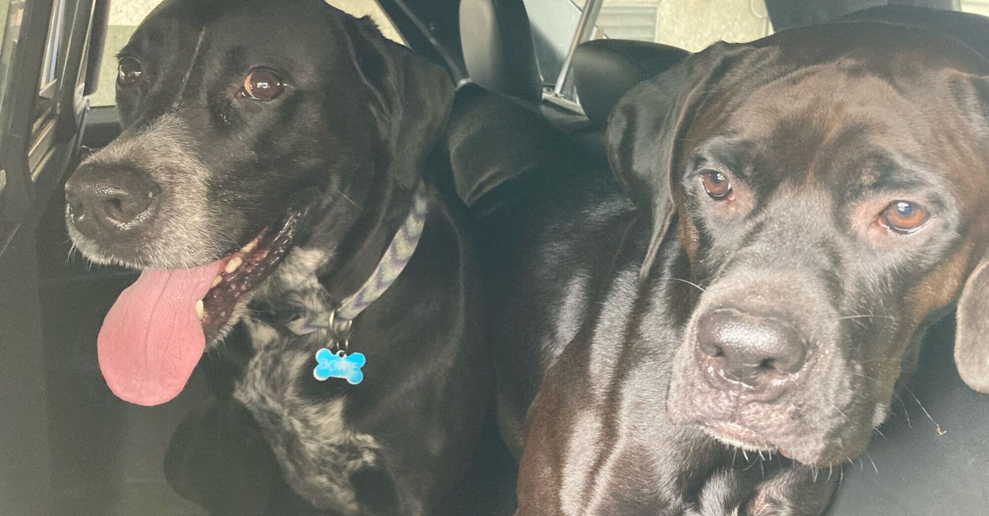 Off-Duty Trooper Rescues Dogs on Highway