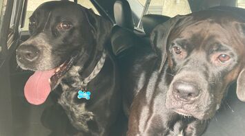 Off-Duty Trooper Rescues Dogs on Highway