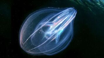 Jellyfish