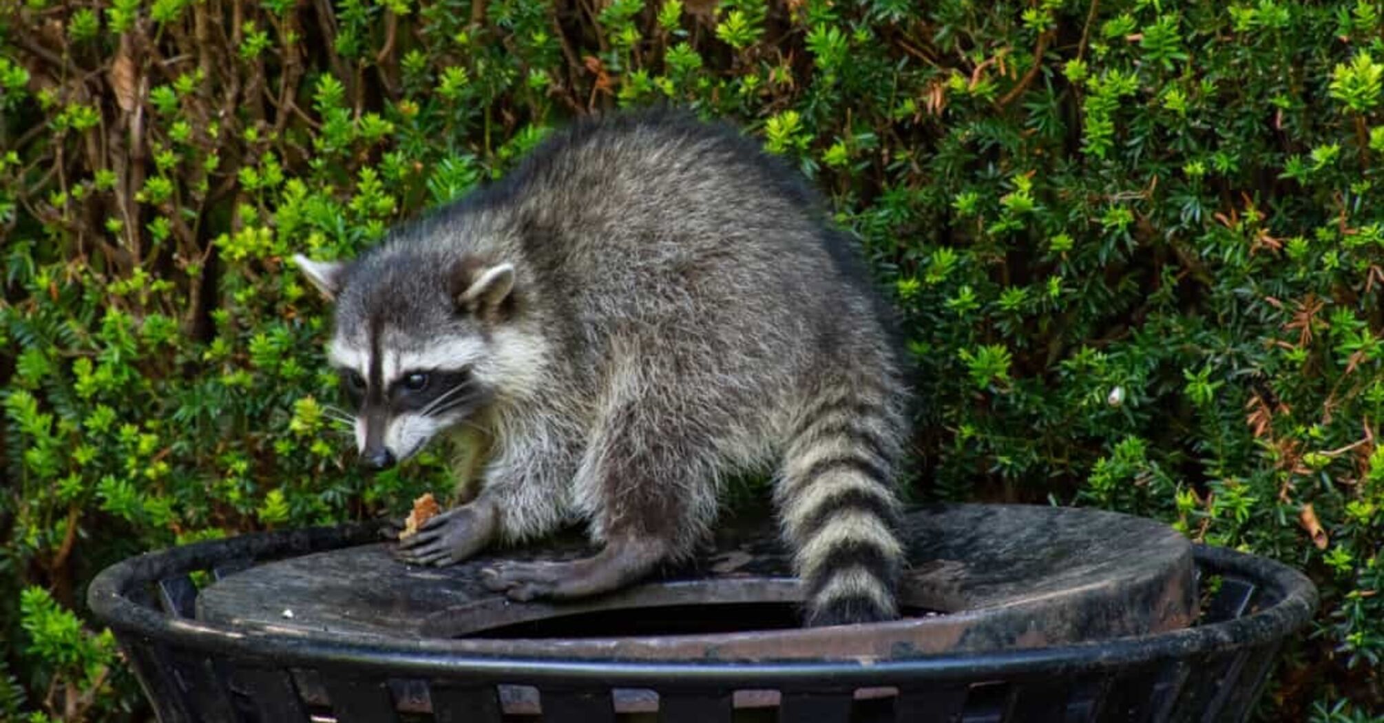 Raccoons Overrun Washington Woman’s Property