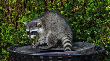 Raccoons Overrun Washington Woman’s Property