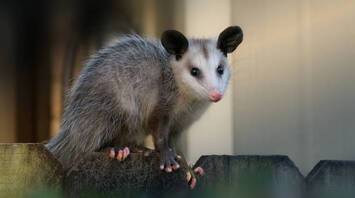 Spiritual Significance of Seeing a Possum