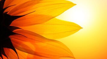 What Sunflowers Mean Spiritually: 11 Exciting Interpretations