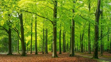What does a Forest mean in your dream?