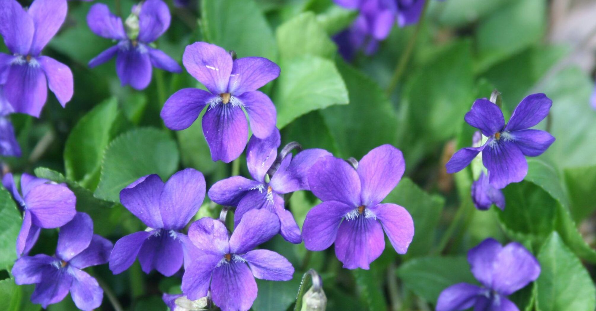 What does a Violet mean in your dream?