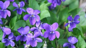 What does a Violet mean in your dream?