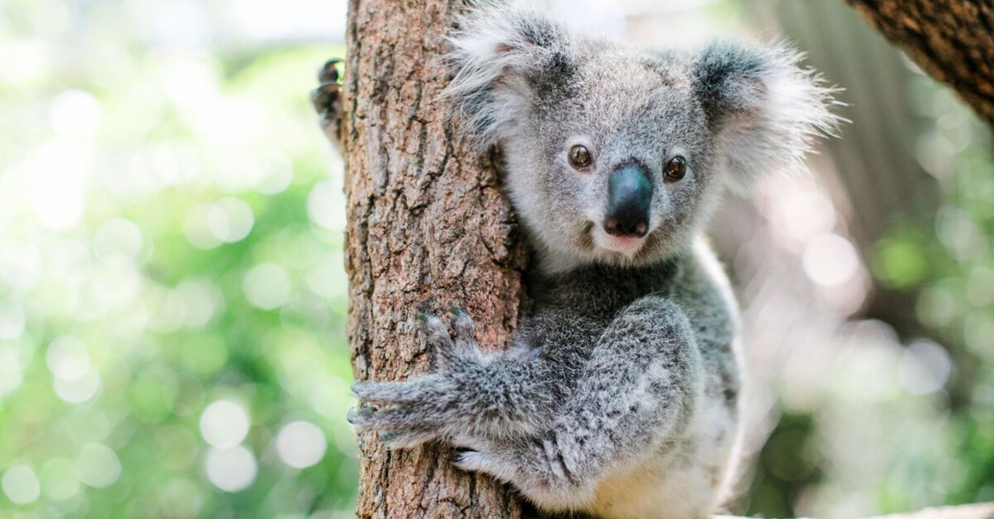 What Does a Koala Mean in Your Dream?