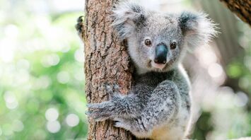 What Does a Koala Mean in Your Dream?