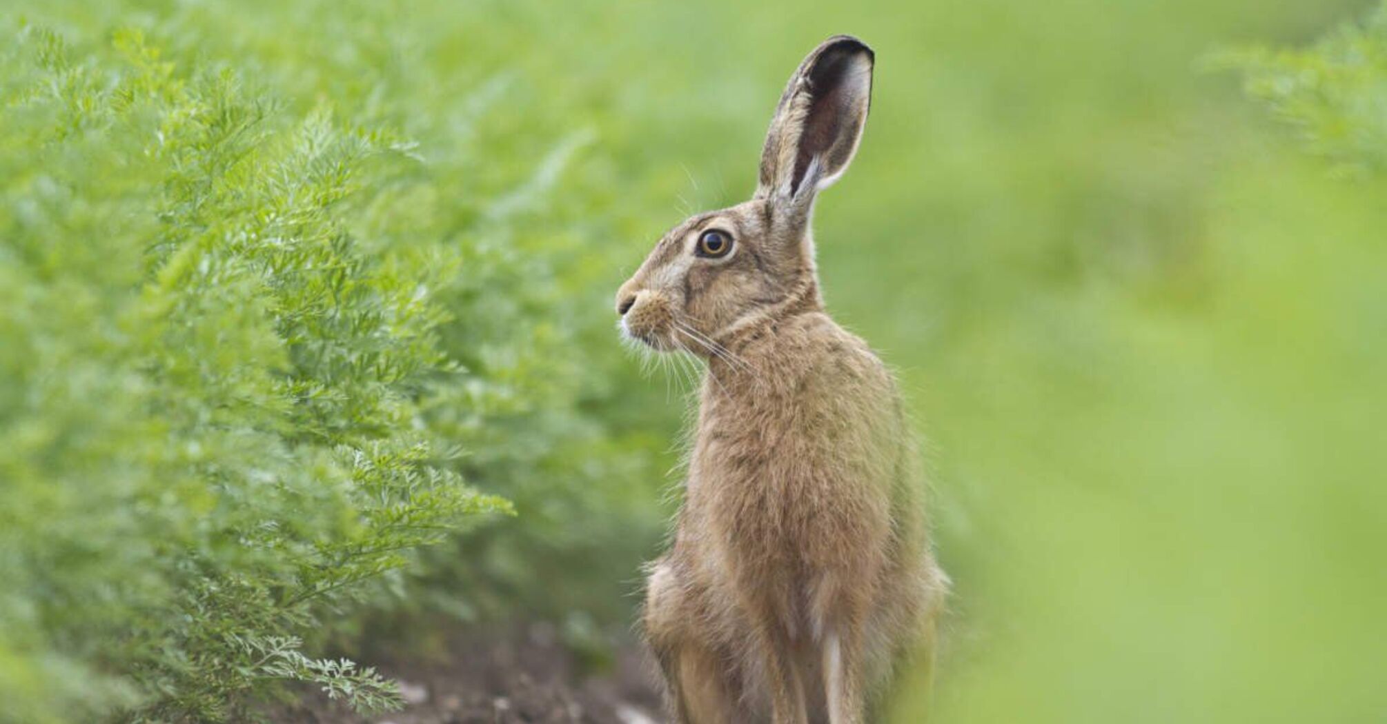 What Does a Hare Mean in a Dream?