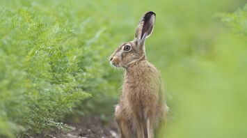 What Does a Hare Mean in a Dream?