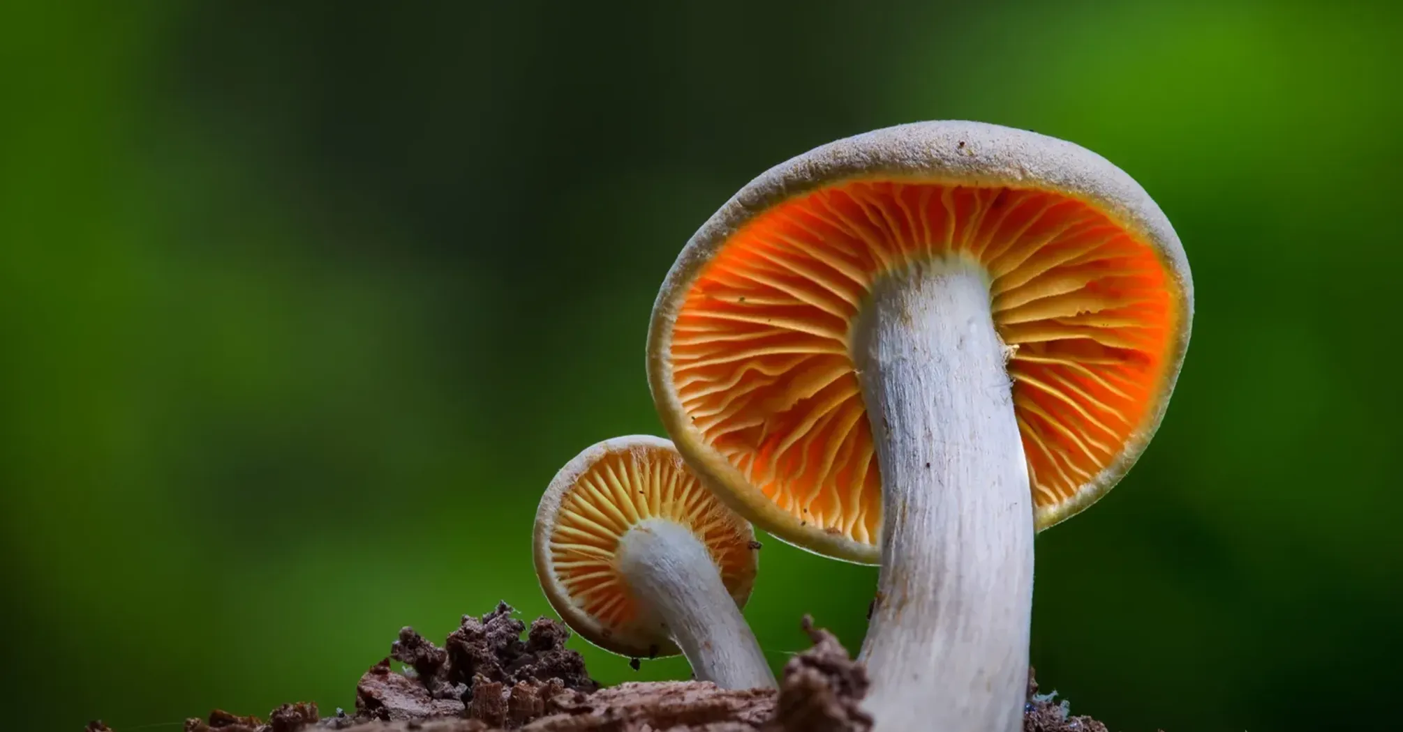 12 Spiritual Meanings of Mushroom