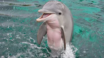6 Spiritual Meanings of Dolphin