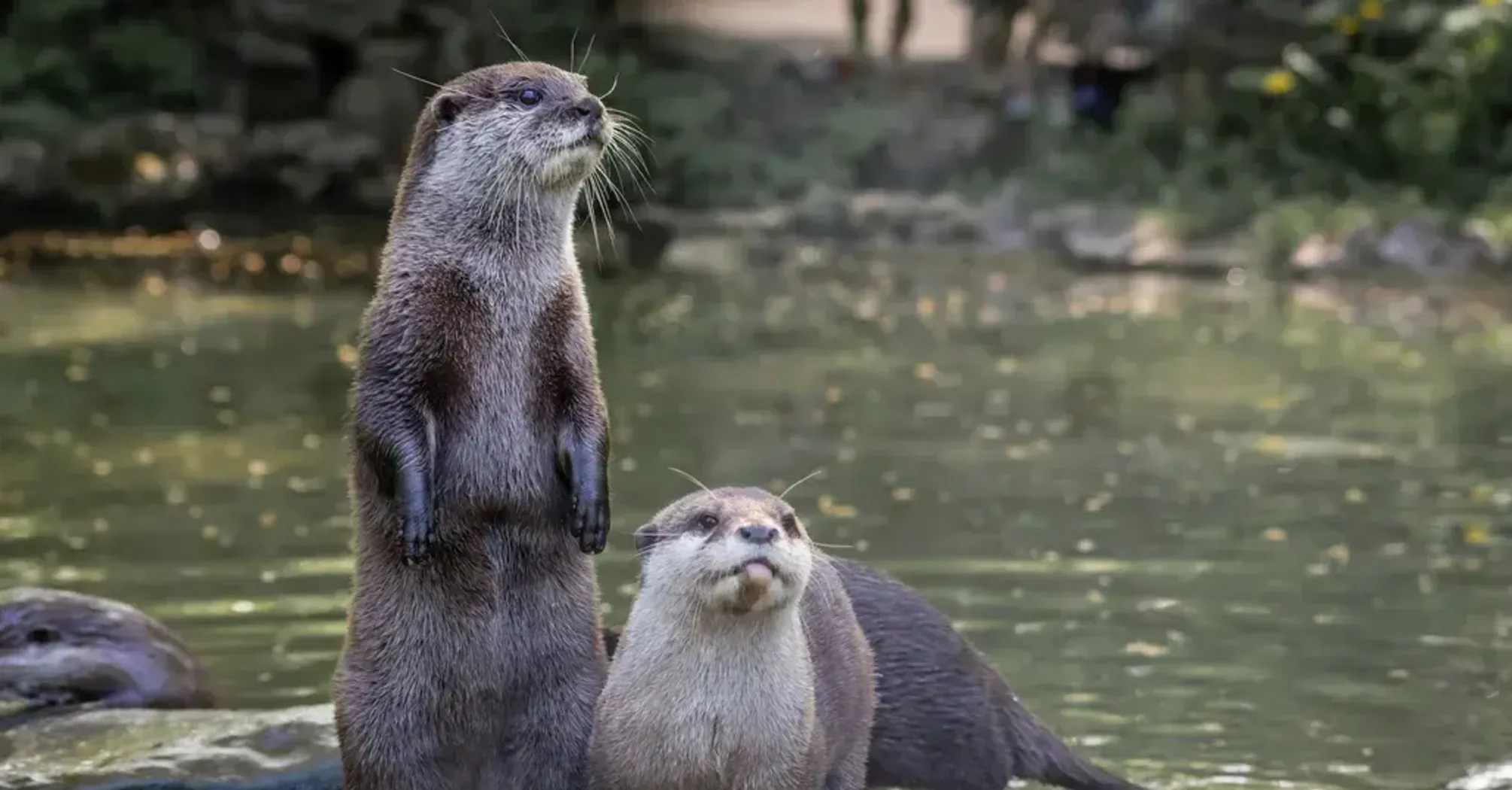 Spiritual Meanings of Otter