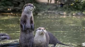 Spiritual Meanings of Otter