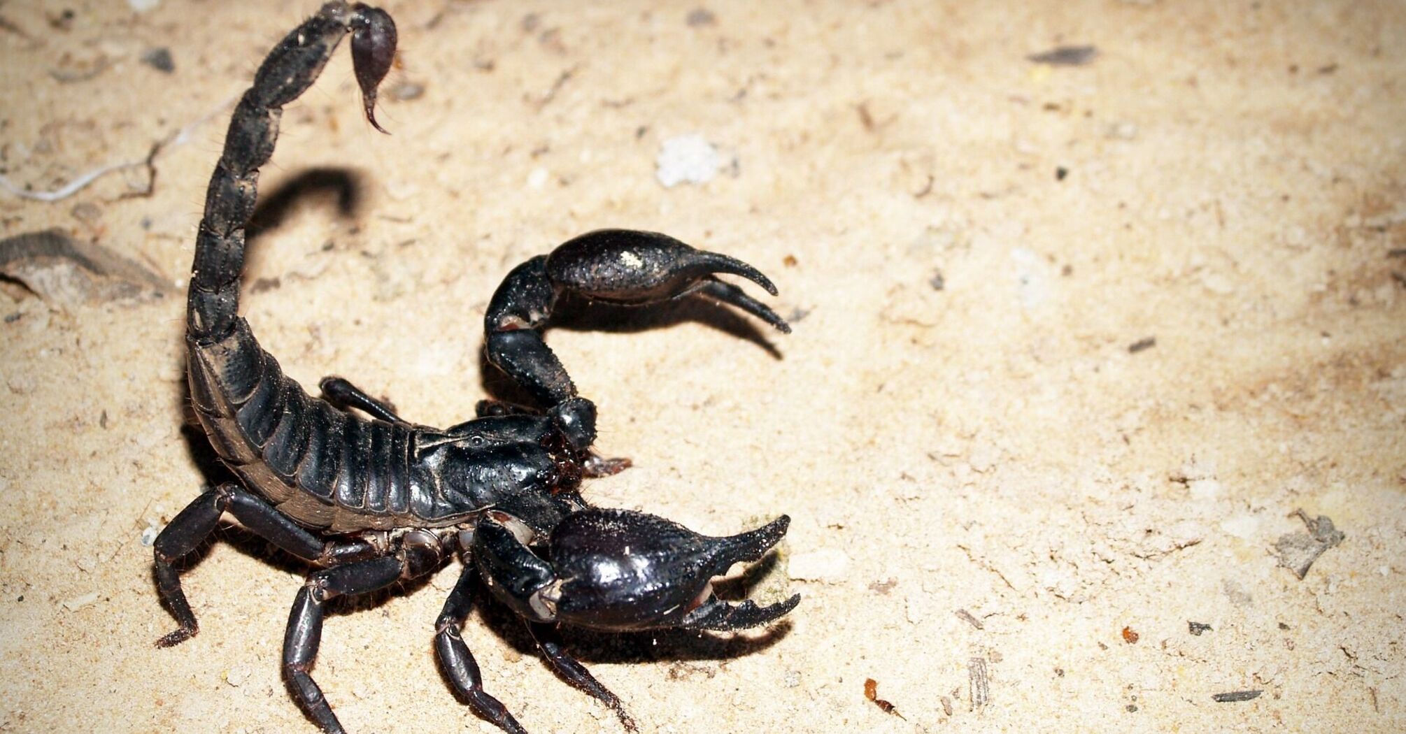 7 Spiritual Meanings of Scorpion