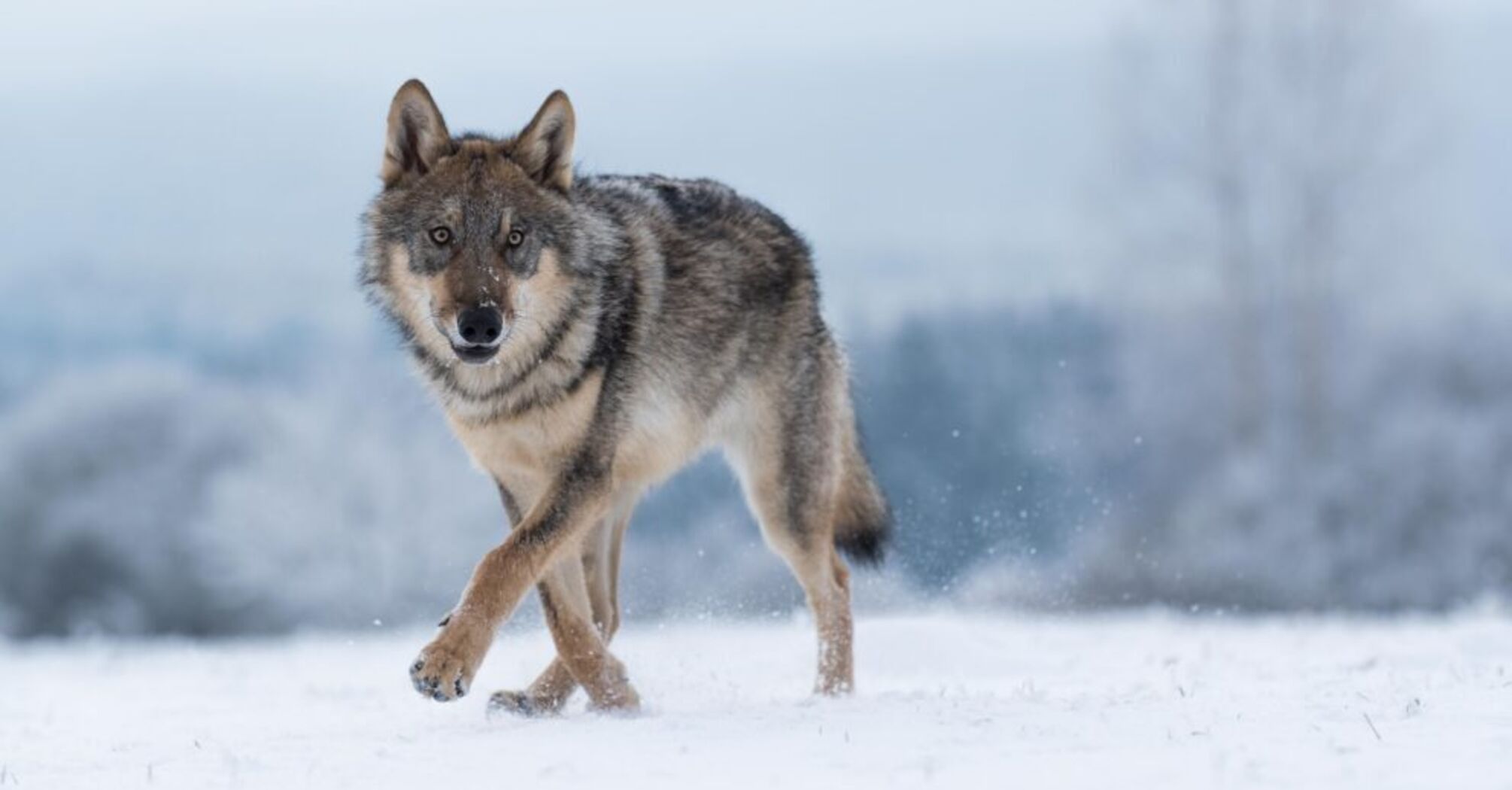 5 Spiritual Meanings of Wolf