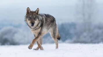 5 Spiritual Meanings of Wolf