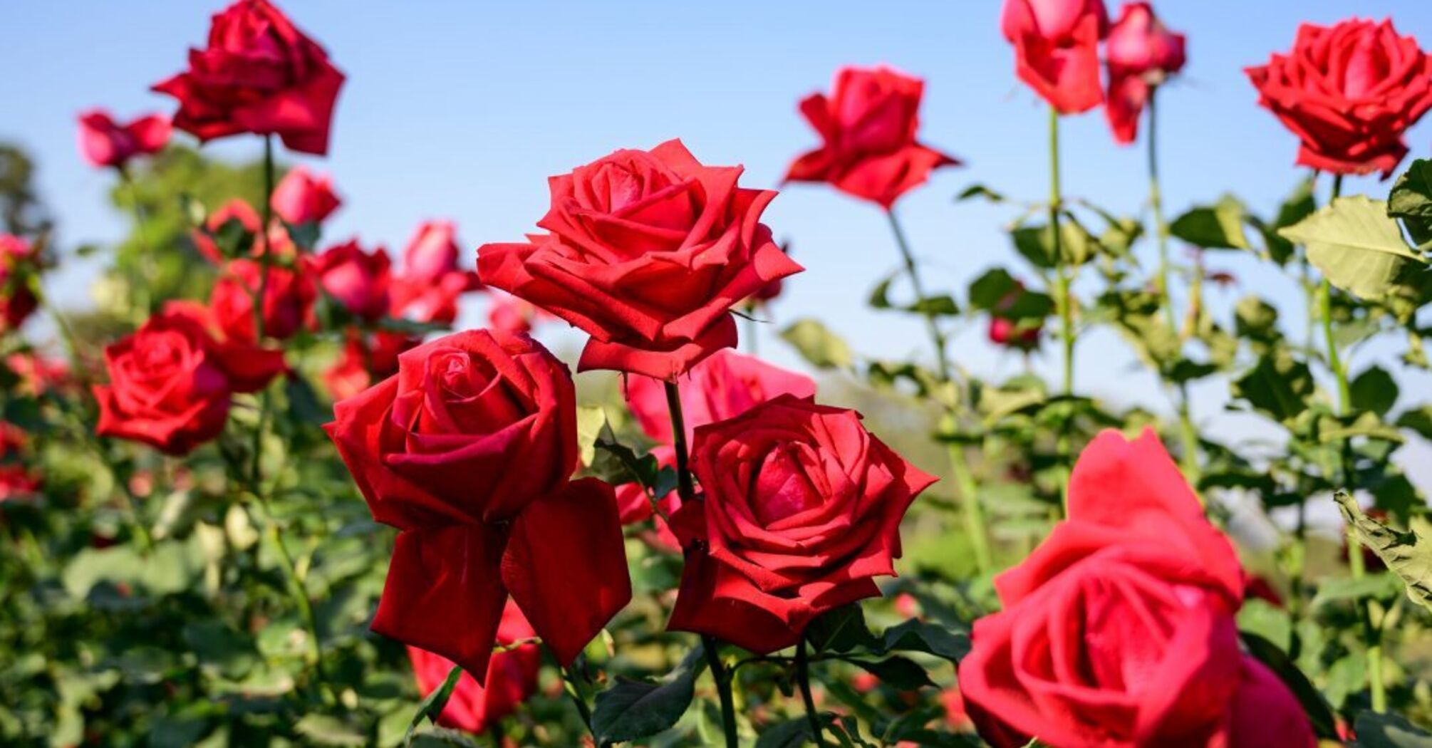 11 Spiritual Meanings of Rose Flower