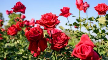 11 Spiritual Meanings of Rose Flower