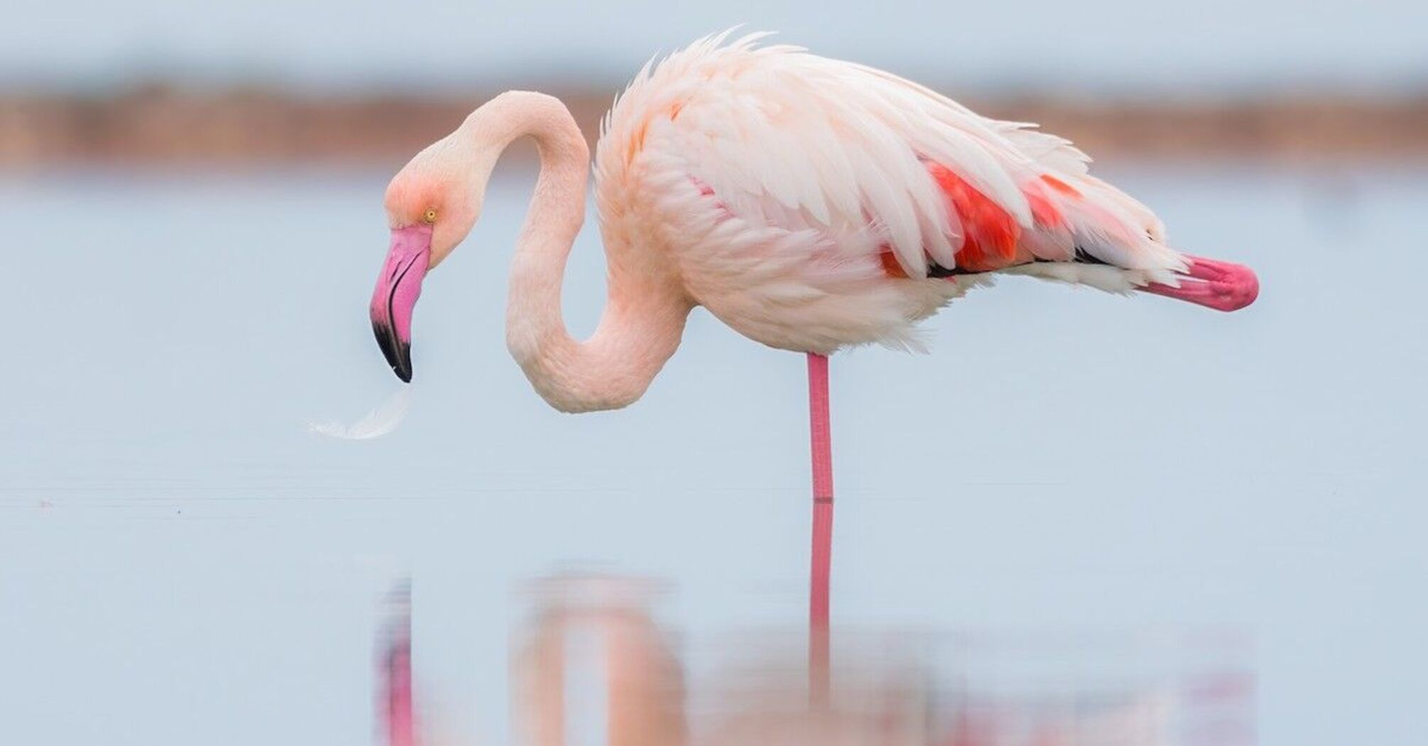 11 Spiritual Meanings of Flamingo