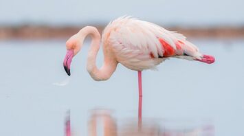 11 Spiritual Meanings of Flamingo