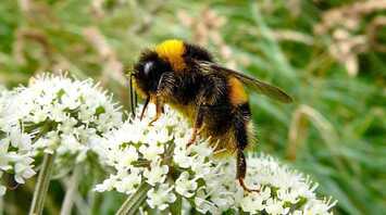 Bumblebee