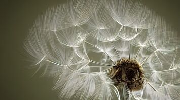 11 Spiritual Meanings of Dandelion
