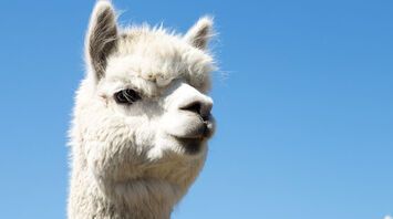 Why Animals Are Constantly Drawn to You: 8 Possible Interpretations