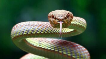 What Does a Serpent Represent in Your Dream?