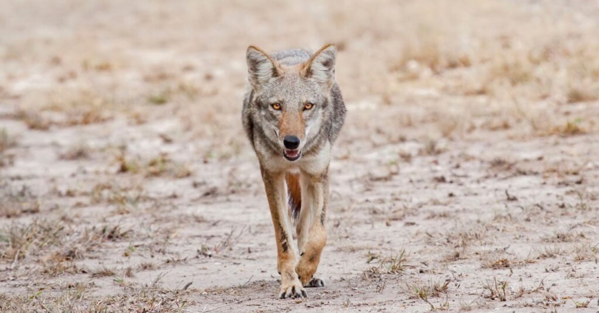 16 Spiritual Meanings of Coyote