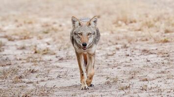 16 Spiritual Meanings of Coyote