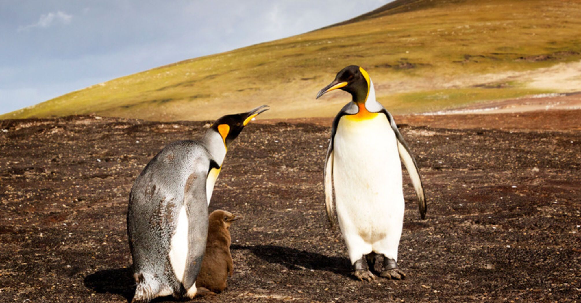 What it Means to Dream About Penguins: Looking Behind the Fluffy Coat