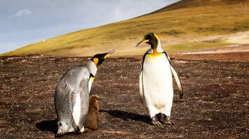 What it Means to Dream About Penguins: Looking Behind the Fluffy Coat