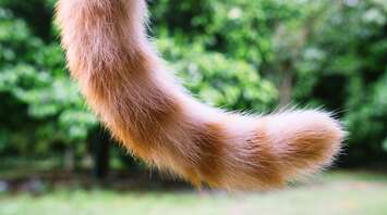 What Does a Tail Mean in Your Dream?